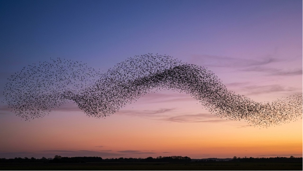 A large flock of birds forms a wavy shape in the sky at sunset, silhouetted against a gradient of purple, pink, and orange hues above a flat landscape.